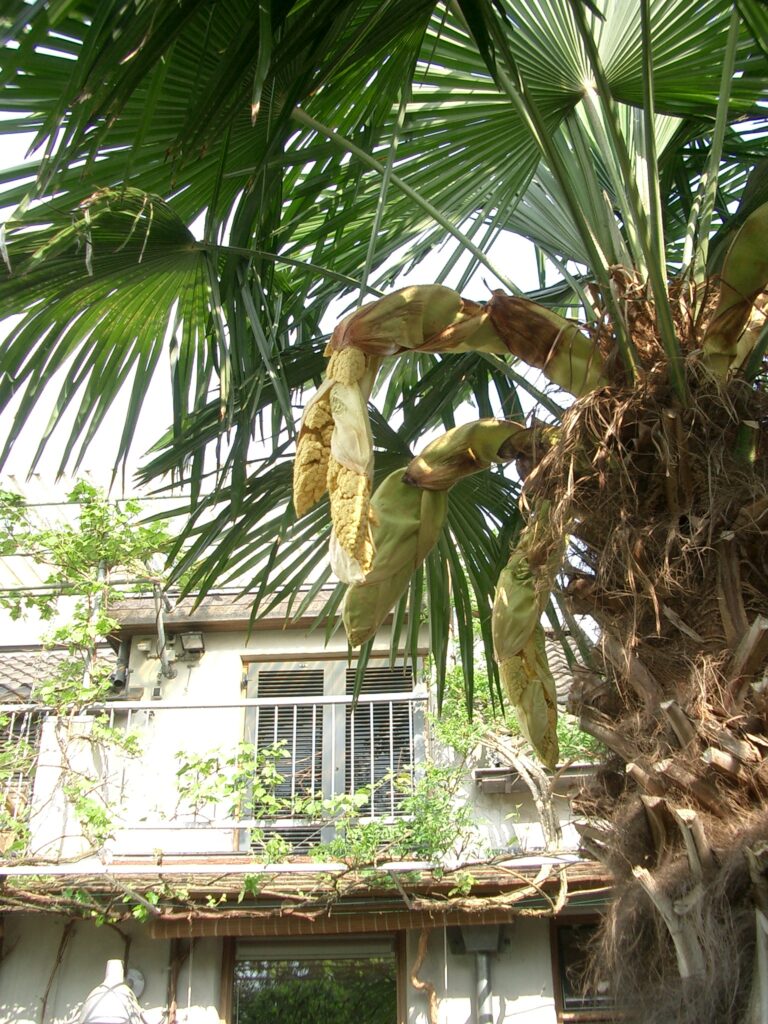 BLOEMEN spectaculaire palmbloemen, stoer en lichtgele bolletjes op aar