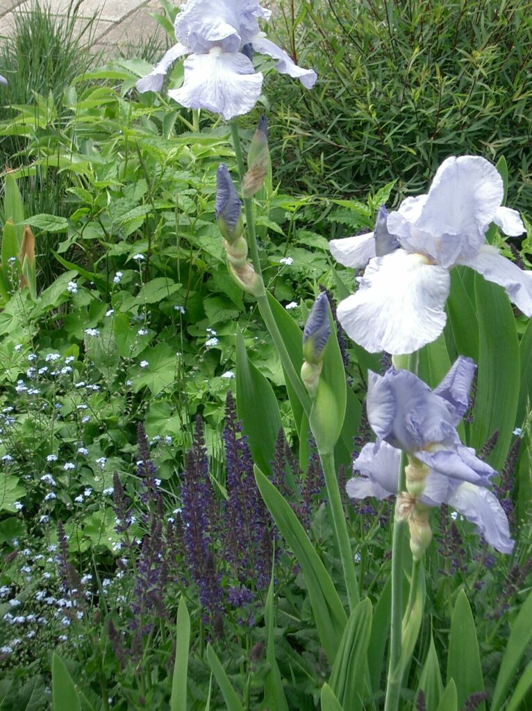 BLOEMEN markante én transparante irissen + ondersteunende paarse salvia's